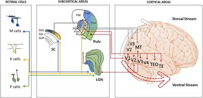 Convolutional neural networks for vision neuroscience: significance, developments, and outstanding issues